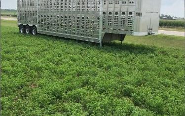 Photo of a 2024 Wilson Silver Star Psdcl-402 Livestock Trailers for sale