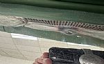1963 Tempest 2 Door Sport Coupe Thumbnail 29