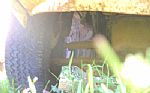 1981 Pickup Thumbnail 24